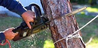 Best Fruit Tree Pruning  in Graymoor Devondale, KY