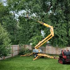Professional Tree Services in Graymoor Devondale, KY