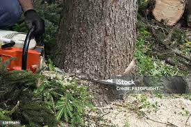 Best Soil Testing and Treatment  in Graymoor Devondale, KY