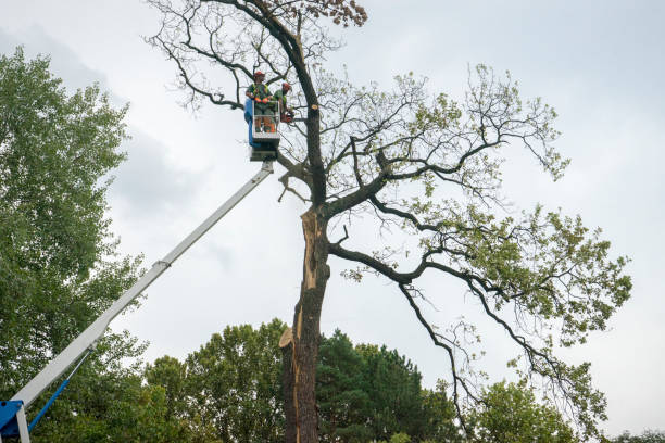 How Our Tree Care Process Works  in  Graymoor Devondale, KY