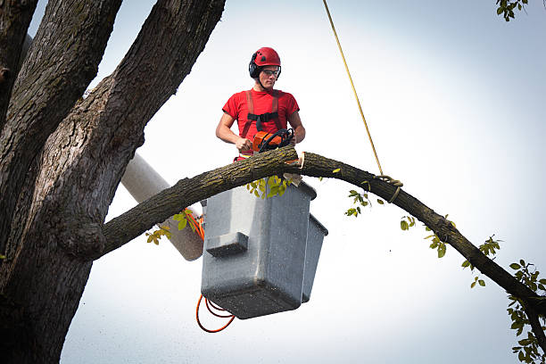 Best Tree Preservation Services  in Graymoor Devondale, KY