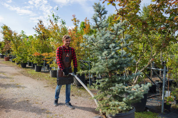 Trusted Graymoor Devondale, KY Tree Services Experts