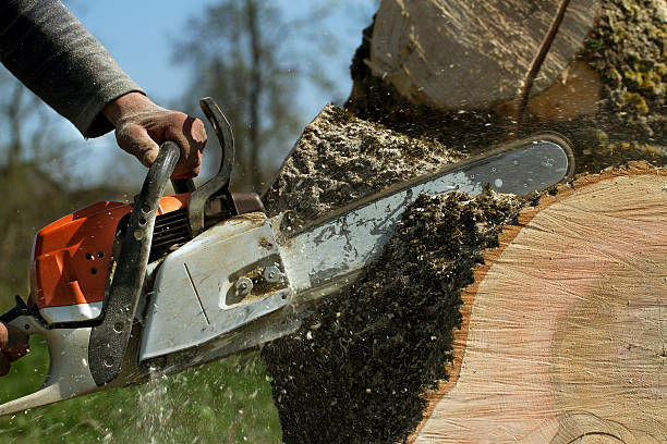 Best Fruit Tree Pruning  in Graymoor Devondale, KY