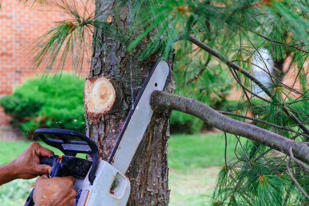 Best Hazardous Tree Removal  in Graymoor Devondale, KY